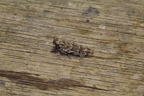 Réf. 296 192 : Psoricoptera gibbosella